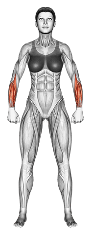 Muscles du corps. Femelle. Vue de face demonstration