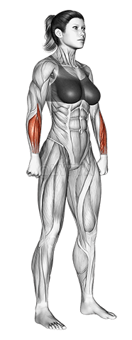 Muscles du corps. Femelle. Vue de côté demonstration