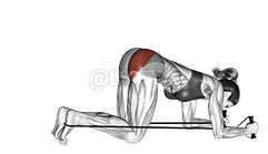 Band térdelő hátsó rúgás demonstration