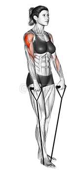 带直立划船 demonstration