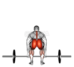 槓鈴硬舉後視圖 demonstration