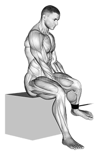 Band Seated Hip External Rotation demonstration