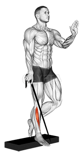 Thumbnail for the video of exercise: Band single leg reverse calf raise