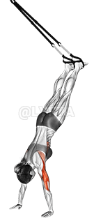 Thumbnail for the video of exercise: Felfüggesztés Kézenállás Push-up