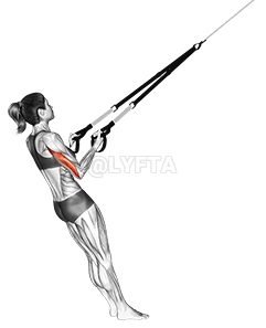 Thumbnail for the video of exercise: निलम्बन Triceps किकब्याक