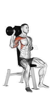 坐姿哑铃单臂肩部推举 demonstration