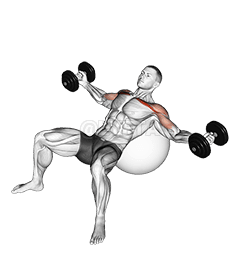 Halteres inclinados para mosca na bola de exercícios demonstration