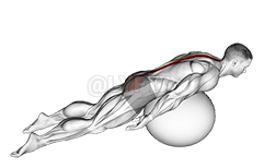 Thumbnail for the video of exercise: আঁঠু মাটিৰ পৰা আঁতৰাই ব্যায়াম বল বেক এক্সটেনচন