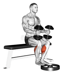 डम्बल उपविष्ट वत्स उभार demonstration