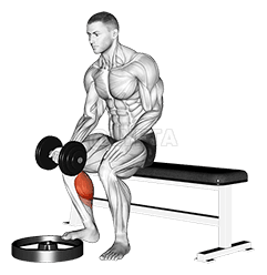 Thumbnail for the video of exercise: Dumbbell Seated One Leg Calf Raise - Palm up