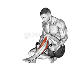 Posterior Tibialis demonstration