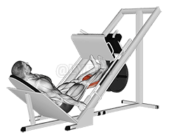 Sled Calf Press On Leg Press demonstration