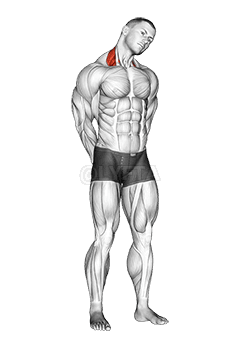 Hals Side Stretch demonstration