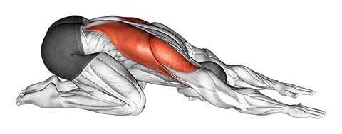 Peregangan Punggung demonstration