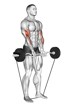 Band EZ Barbell Close-grip Curl demonstration