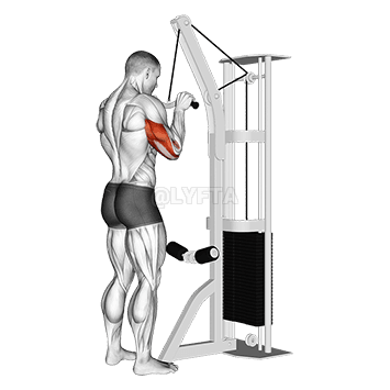 Image of Triceps Pushdown