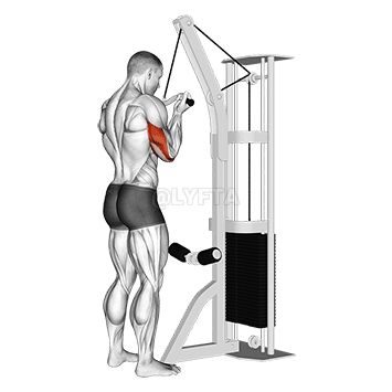 Reverzní úchop Triceps Pushdown demonstration