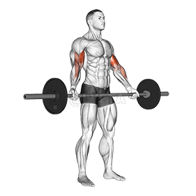 Standing Wide Grip Biceps Curl demonstration