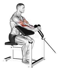 Thumbnail for the video of exercise: केबल रस्सी हथौड़ा उपदेशक कर्ल