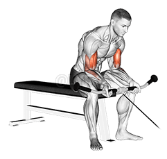 Seated Curl demonstration