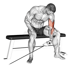 Cable Seated One Arm Concentration Curl demonstration