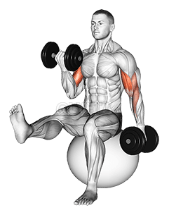 Abwechselnder Bizepscurl mit Kurzhanteln und angehobenem Bein auf dem Gymnastikball demonstration