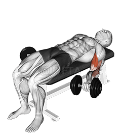 Dumbbell Lying Supine Biceps Curl demonstration