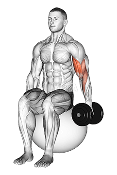 Thumbnail for the video of exercise: ডাম্বল ৱান আৰ্ম ছিটেড বাইচেপ কাৰ্ল অন এক্সাৰচাইজ বলত