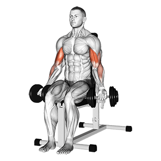 Сгибание рук на бицепс сидя demonstration