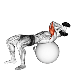 Thumbnail for the video of exercise: Halter eenarm Franse druk op oefenbal