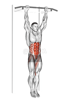 Hanging Leg Hip Raise demonstration