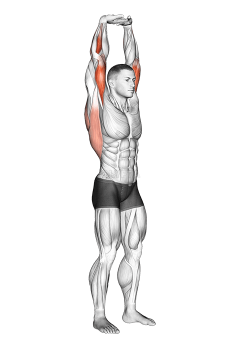 Forlængelse af arme i lodret stræk demonstration
