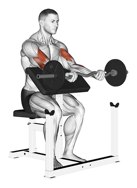 Étirement des bras du prédicateur Ez Bar demonstration