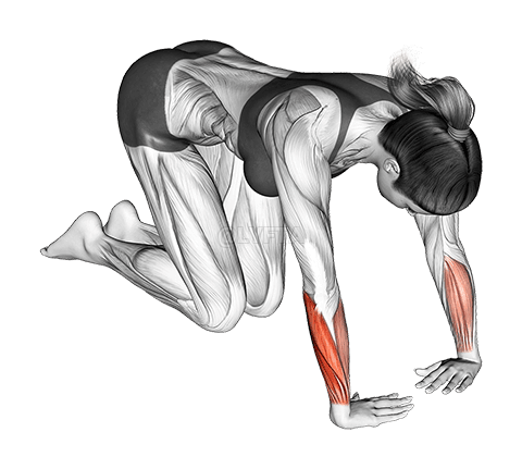 Csukló Ulnar Deviator és Flexor Stretch demonstration