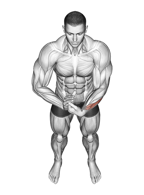 Finger Extensor Stretch demonstration