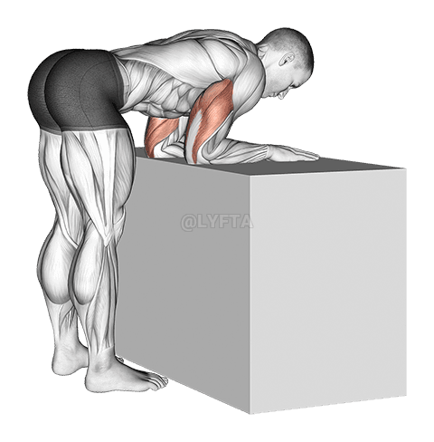 Thumbnail for the video of exercise: የክርን ኤክስቴንሰር አንኮኒየስ ዘርጋ