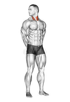 旋转颈部伸展 demonstration