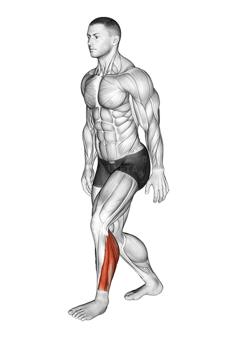 Estiramiento del talón de Aquiles hacia atrás de pie demonstration