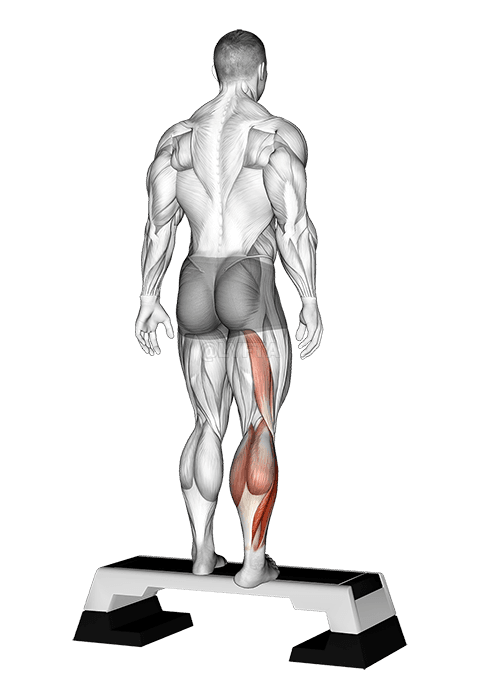 Plantar Flexor And Foot Everter Stretch demonstration