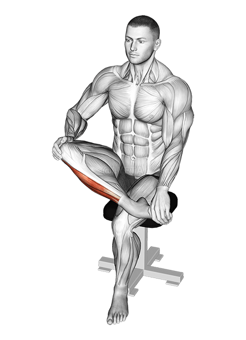 Mobilização do alongamento do tornozelo demonstration