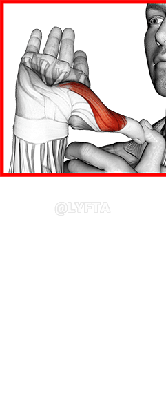 Peregangan Jempol demonstration