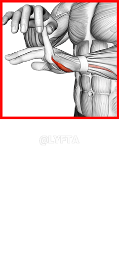 Peregangan Ekstensi Jari demonstration