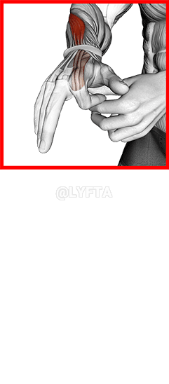 Peregangan Jari Fleksi demonstration