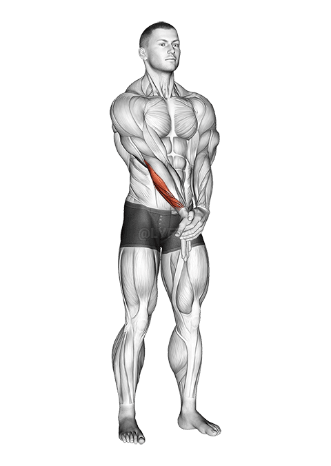 Adduktion hånd med albue forlænget stræk demonstration