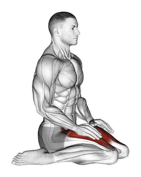 Sėdimojo keturgalvio raumens tempimas demonstration