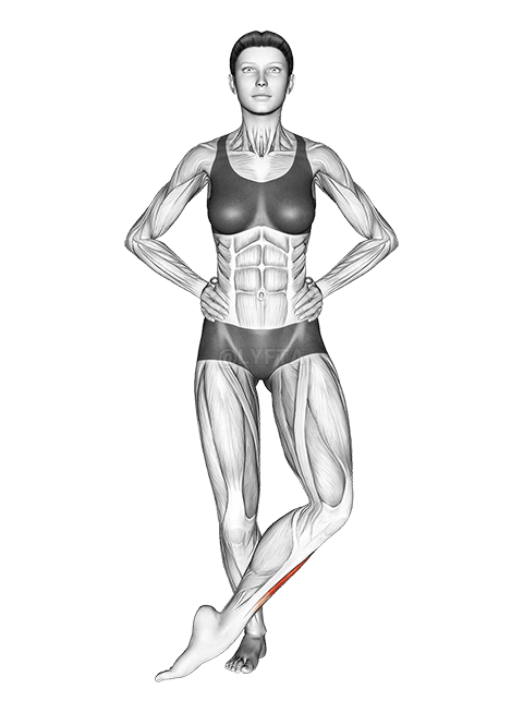 프론트 크로스 오버 신 스트레치 demonstration