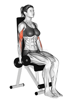 Curvatura sentada com halteres demonstration