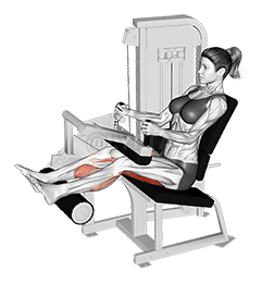 Lever Seated Leg Curl 
