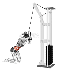 Cable Kneeling Crunch 