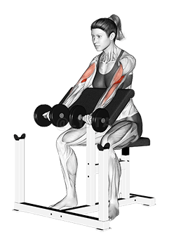 Curl de prédicateur avec haltères demonstration